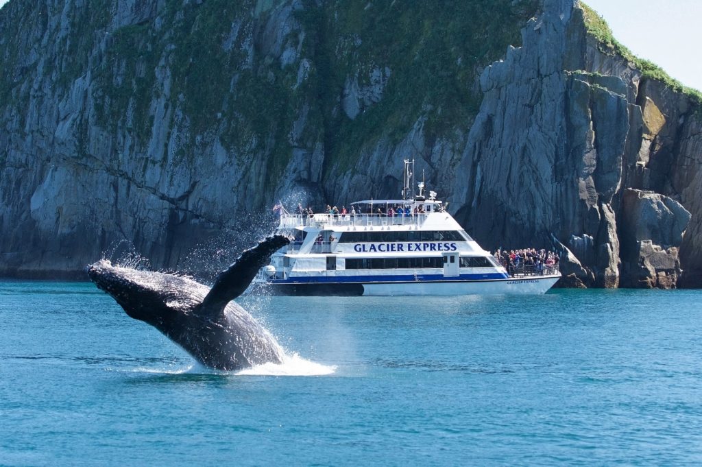 Humpback Whale Breaching, Major Marine Tours
