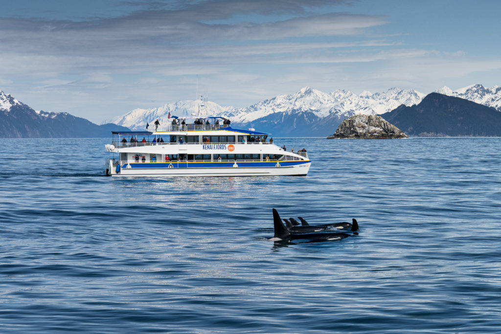 Orca whales and Kenai Fjords 360