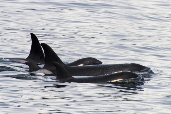 Orcas Orcas
