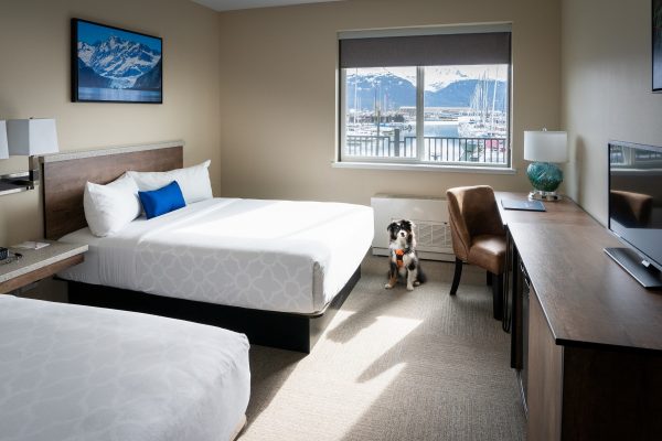 Harbor 360 Hotel pet friendly room