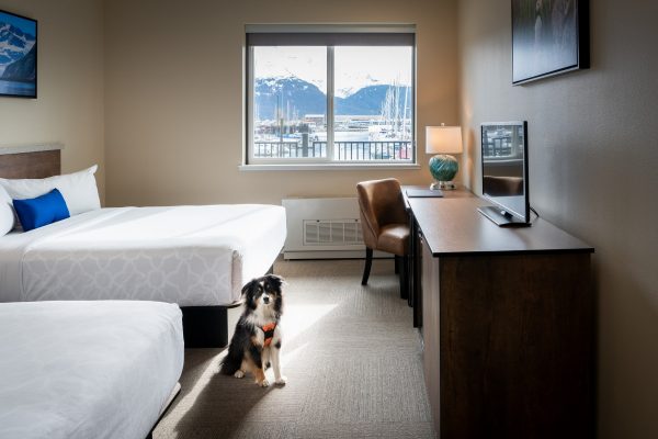 Pet Friendly Room