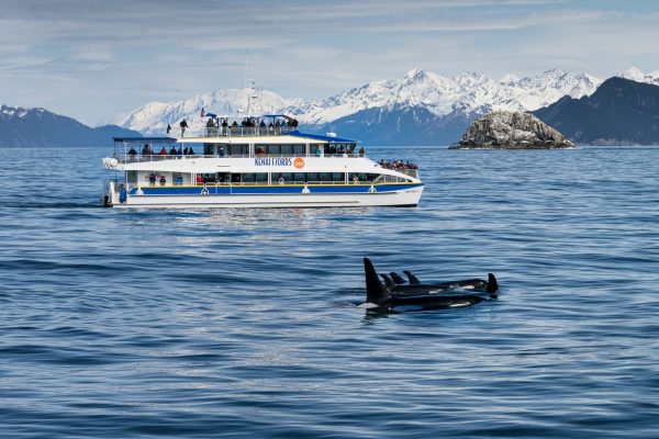 Kenai Fjords 360 with orcas in Kenai Fjords National Park Kenai Fjords 360 with orcas in Kenai Fjords National Park